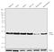 Autophagy Related 12 antibody, 701684, Invitrogen Antibodies, Western Blot image 