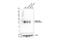 T Cell Receptor Beta Constant 1 antibody, 77046S, Cell Signaling Technology, Western Blot image 