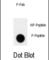 Activated CDC42 kinase 1 antibody, abx032080, Abbexa, Western Blot image 