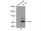 Pleiotropic Regulator 1 antibody, 11914-1-AP, Proteintech Group, Immunoprecipitation image 