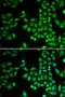 Protein Tyrosine Phosphatase Non-Receptor Type 1 antibody, LS-C331565, Lifespan Biosciences, Immunofluorescence image 