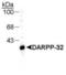 Protein Phosphatase 1 Regulatory Inhibitor Subunit 1B antibody, NB300-304, Novus Biologicals, Western Blot image 