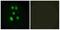 Vav Guanine Nucleotide Exchange Factor 1 antibody, A30436, Boster Biological Technology, Western Blot image 