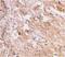 TLR11 antibody, LS-C358, Lifespan Biosciences, Immunohistochemistry frozen image 