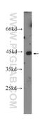 Flotillin 2 antibody, 11446-1-AP, Proteintech Group, Western Blot image 