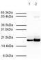 Mitotic Arrest Deficient 2 Like 2 antibody, A02357, Boster Biological Technology, Western Blot image 