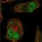 T antibody, NBP1-87598, Novus Biologicals, Immunocytochemistry image 