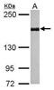 SET Domain Bifurcated Histone Lysine Methyltransferase 1 antibody, PA5-29101, Invitrogen Antibodies, Western Blot image 