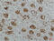 NFKB Inhibitor Beta antibody, GTX34098, GeneTex, Immunohistochemistry paraffin image 
