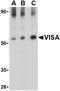 Mitochondrial Antiviral Signaling Protein antibody, NBP1-76768, Novus Biologicals, Western Blot image 