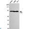 FYN Binding Protein 1 antibody, LS-C812972, Lifespan Biosciences, Western Blot image 