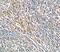 Sialic Acid Binding Ig Like Lectin 7 antibody, FNab07862, FineTest, Immunohistochemistry frozen image 