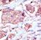 EPH Receptor B6 antibody, LS-C100291, Lifespan Biosciences, Immunohistochemistry frozen image 