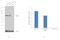 Calnexin antibody, PA5-19169, Invitrogen Antibodies, Western Blot image 