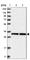 PCNA antibody, HPA030521, Atlas Antibodies, Western Blot image 