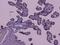 Capicua Transcriptional Repressor antibody, A00385-1, Boster Biological Technology, Immunohistochemistry frozen image 
