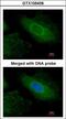 RDX antibody, LS-B10802, Lifespan Biosciences, Immunocytochemistry image 