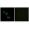 Mitochondrial Ribosomal Protein L44 antibody, PA5-49943, Invitrogen Antibodies, Immunofluorescence image 