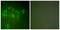 MDM2 Proto-Oncogene antibody, abx013139, Abbexa, Western Blot image 