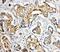 ATPase Sarcoplasmic/Endoplasmic Reticulum Ca2+ Transporting 2 antibody, PA1720, Boster Biological Technology, Immunohistochemistry paraffin image 