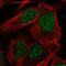 Cytidine deaminase antibody, NBP2-39019, Novus Biologicals, Immunofluorescence image 