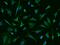 Branched Chain Keto Acid Dehydrogenase E1 Subunit Alpha antibody, GTX02232, GeneTex, Immunocytochemistry image 