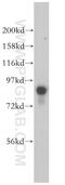 Ribosomal Protein S6 Kinase A2 antibody, 14446-1-AP, Proteintech Group, Western Blot image 