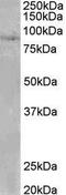 SET Domain Bifurcated Histone Lysine Methyltransferase 2 antibody, LS-C154843, Lifespan Biosciences, Western Blot image 