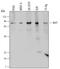 TCF11 antibody, MAB5306, R&D Systems, Western Blot image 