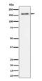 TATA element modulatory factor antibody, M02214, Boster Biological Technology, Western Blot image 