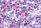 NR4A3 antibody, MBS242766, MyBioSource, Immunohistochemistry frozen image 