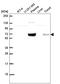 GCGR antibody, HPA071228, Atlas Antibodies, Western Blot image 