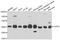 COP9 Signalosome Subunit 3 antibody, abx005316, Abbexa, Western Blot image 