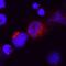 Interferon Lambda 2 antibody, AF1587, R&D Systems, Immunofluorescence image 