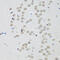 CCCTC-Binding Factor antibody, 14-881, ProSci, Immunohistochemistry frozen image 