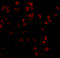 Toll Like Receptor 5 antibody, 3649, ProSci, Immunofluorescence image 