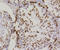 H2A Histone Family Member X antibody, STJ113521, St John