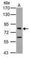 Transcription Factor 3 antibody, NBP2-20585, Novus Biologicals, Western Blot image 