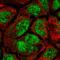 CDK5 Regulatory Subunit Associated Protein 1 antibody, HPA066301, Atlas Antibodies, Immunofluorescence image 