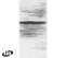 Interferon Regulatory Factor 5 antibody, PA1-9058, Invitrogen Antibodies, Western Blot image 