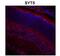 Synaptotagmin 9 antibody, PA5-44987, Invitrogen Antibodies, Immunohistochemistry frozen image 