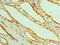 Aat1 antibody, A56418-100, Epigentek, Immunohistochemistry paraffin image 