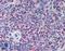 MS2 antibody, LS-B15020, Lifespan Biosciences, Immunohistochemistry paraffin image 