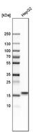 ARP antibody, NBP1-90099, Novus Biologicals, Western Blot image 