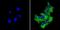 Tubulin antibody, MA5-16308-1MG, Invitrogen Antibodies, Immunofluorescence image 