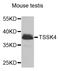 Testis Specific Serine Kinase 4 antibody, A7861, ABclonal Technology, Western Blot image 