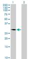 C1GALT1 Specific Chaperone 1 antibody, H00029071-B01P, Novus Biologicals, Western Blot image 