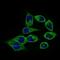 Calmegin antibody, GTX60731, GeneTex, Immunofluorescence image 