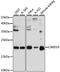 Caspase Recruitment Domain Family Member 19 antibody, LS-C748257, Lifespan Biosciences, Western Blot image 