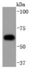 Cell Division Cycle 23 antibody, NBP2-67818, Novus Biologicals, Western Blot image 